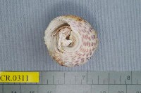 藏品(馬蹄寄居蟹)的圖片